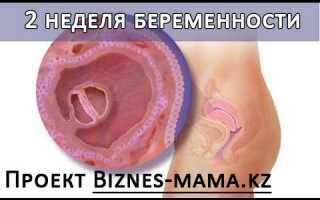 2 неделя беременности. Видео второй недели.