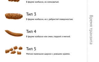 О чем говорит ваш кал: как по форме, цвету, внешнему виду и запаху стула определить болезнь