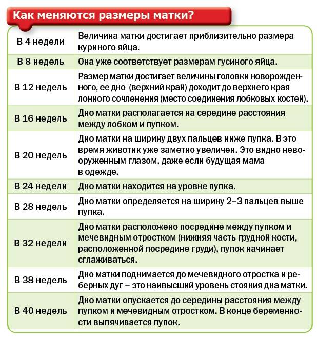 Матка при беременности